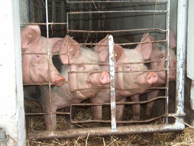 4 ausgewachsenen Schweine schauen aus dem Stall