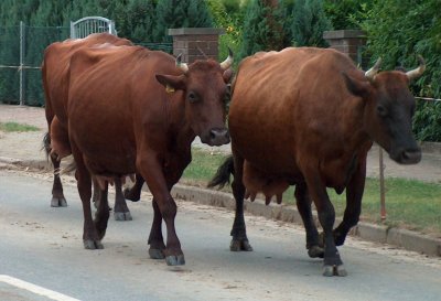 Harzer Rotvieh auf dem Weg zum Stall