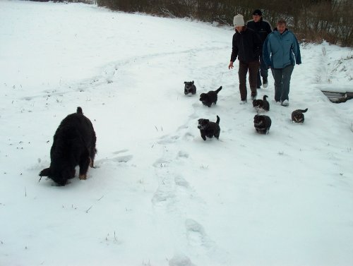 Tara und ihre 6 Welpen machen einen Spaziergang im Schnee