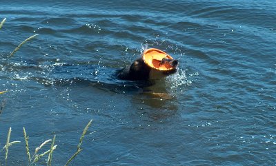 Suki schwimmt mit der Frisbeescheibe und sucht das Ufer